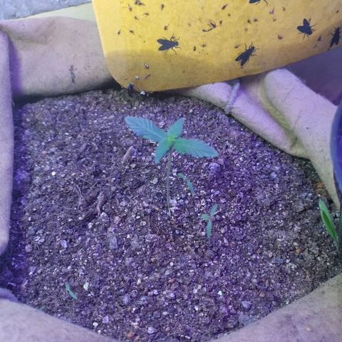 Gorila glue #4  growlog photo: Duas florzinha ao lado
