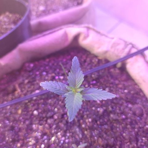 Gorila glue #4  growlog photo: Hoje ela passou no sol , achei que deu uma boa desenvolvida, vou passar a deixar no sol a partir de amanhã , todas 
