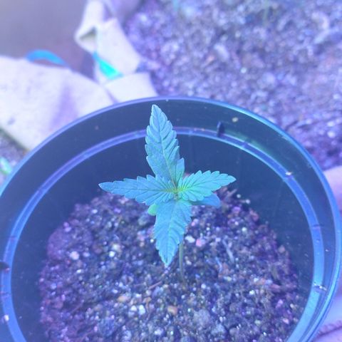 Gorila glue #4  growlog timeline photo