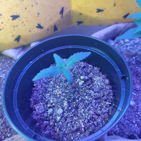 Gorila glue #4  growlog timeline photo