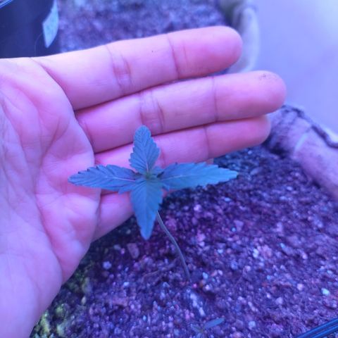 Gorila glue #4  growlog timeline photo