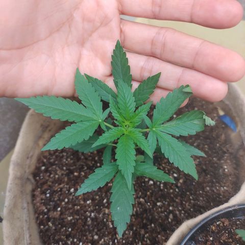 Gorilinha  growlog photo: Coloquei no sol e a coitadinha se estressou, estava muito calor e acabou dobrando as pontas :(