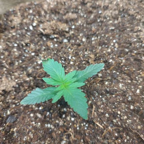 Gorila glue #4  growlog photo: Se estressou no sol hoje mas agora vamos recuperar. 
