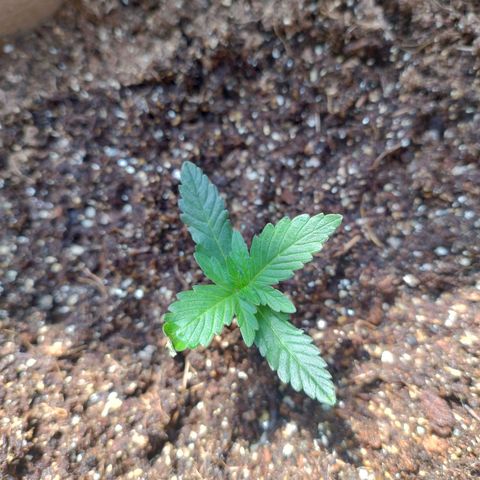 Gorila glue #4  growlog photo: Tomou solzinho hoje também 