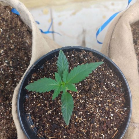 Gorila glue #4  growlog timeline photo