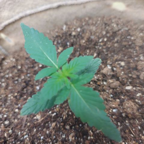 Gorila glue #4 growlog timeline photo