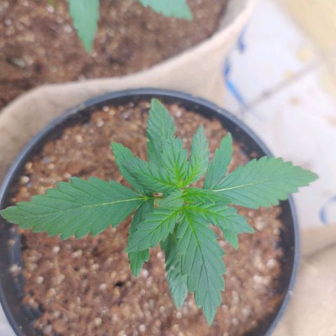 Gorila glue #4  growlog photo: Passaram a se desenvolver muito mais rápido. Porém essa acredito por estar em um vaso menor está com uma das folhas bem curtinha.