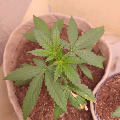 Gorilinha  growlog photo: Ela está muito linda 😻💗