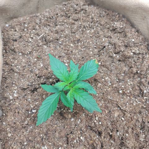 Gorila glue #4 growlog photo: O desenvolvimento não pode parar