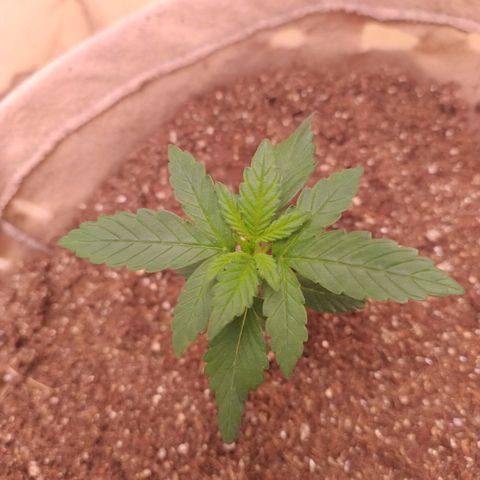 Gorila glue #4  growlog timeline photo