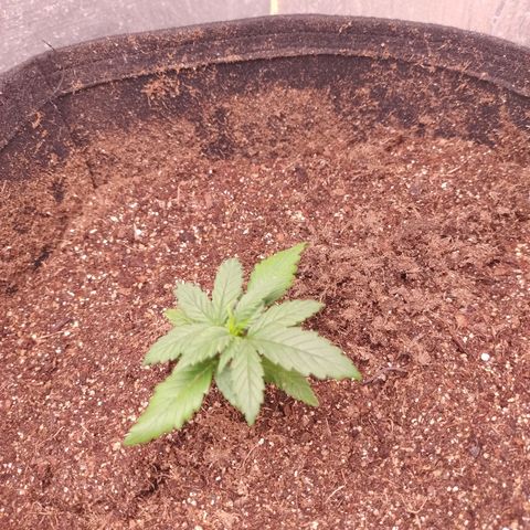 Gorila glue #4  growlog timeline photo