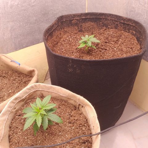 Gorila glue #4  growlog timeline photo