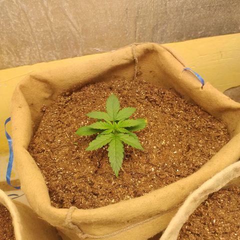 Gorila glue #4 growlog timeline photo