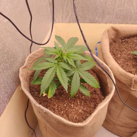 Gorilinha  growlog photo: Muito mais folhas