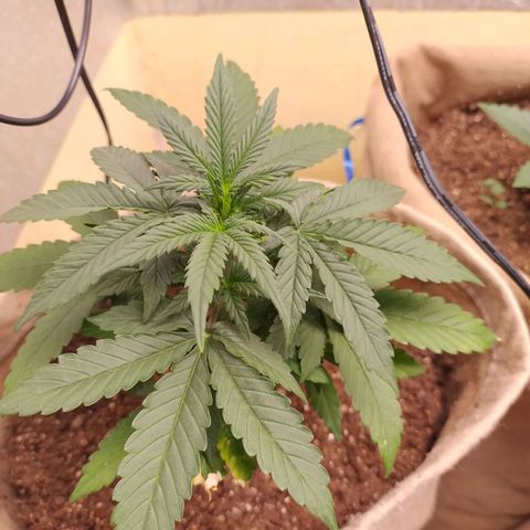 Gorilinha  growlog photo: afastei um pouco a luz por estar parecendo que estáva queimando minhas pequenas.