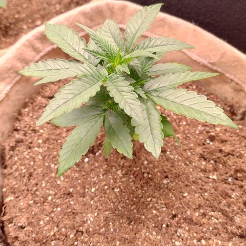 Gorilinha  growlog photo: afastei um pouco a luz por estar parecendo que estáva queimando minhas pequenas.