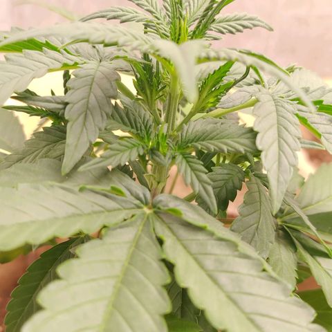 Gorilinha  growlog photo: Começou a mostrar seus pistilos 