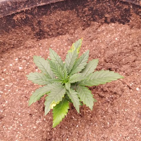 Gorila glue #4  growlog timeline photo