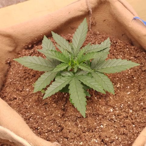 Gorila glue #4  growlog timeline photo