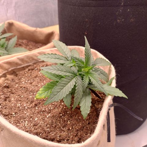 Gorila glue #4 growlog photo: Amarra LST 