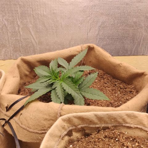 Gorila glue #4 growlog photo: Amarra LST 