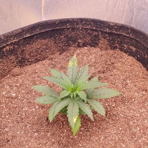Gorila glue #4  growlog timeline photo