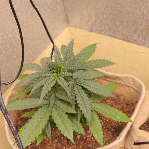 Gorilinha  growlog timeline photo