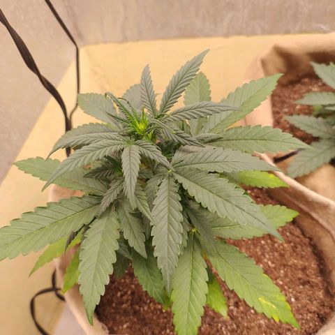 Gorilinha  growlog timeline photo