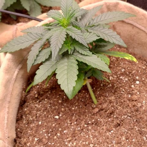Gorila glue #4  growlog timeline photo