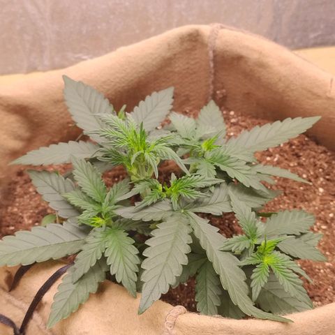 Gorila glue #4  growlog photo: Podei duas folhas que estavam fazendo sombra em umas futuras flor a baixo. Adicionei canela no corte para não dár problema e cicatrizar mais rapidamente. Vamos ver como vai ser comportar 