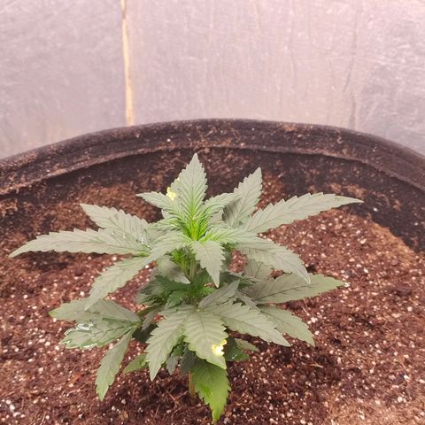 Gorila glue #4  growlog photo: Rega