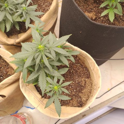Gorilinha  growlog timeline photo