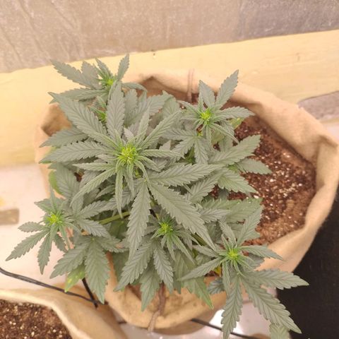 Gorilinha  growlog timeline photo