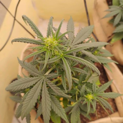 Gorilinha  growlog timeline photo