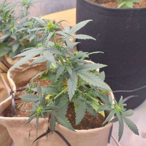 Gorilinha  growlog photo: LST em toda a parte de baixo d