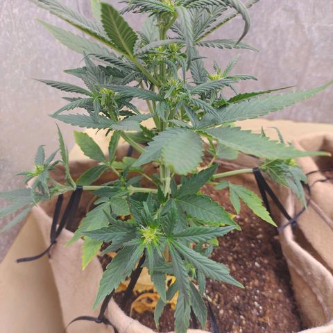 Gorilinha  growlog photo: LST em toda a parte de baixo d