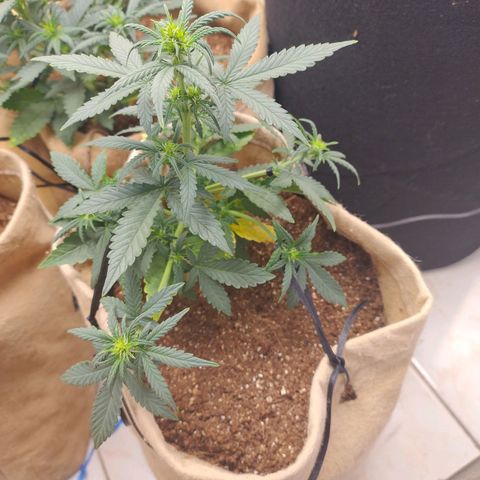 Gorilinha  growlog photo: LST em toda a parte de baixo d