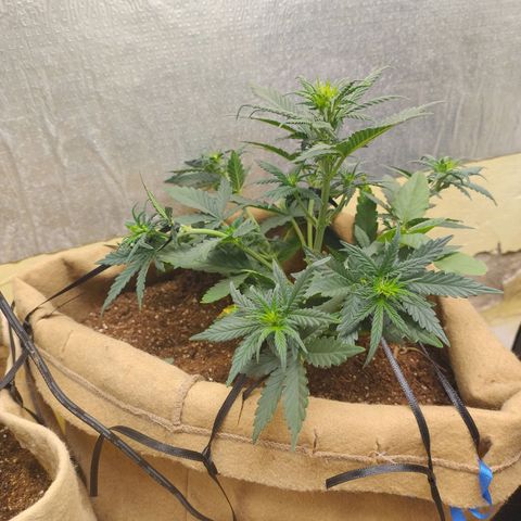 Gorilinha  growlog photo: LST em toda a parte de baixo d