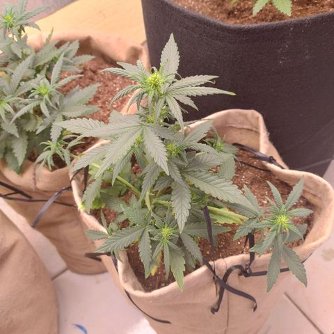 Gorilinha  growlog photo: LST em toda a parte de baixo d