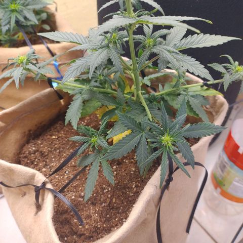 Gorilinha  growlog photo: LST em toda a parte de baixo d