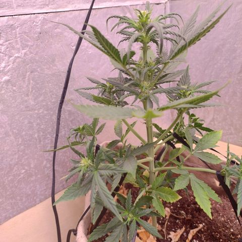 Gorilinha  growlog photo: LST em toda a parte de baixo d