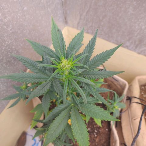 Gorilinha  growlog timeline photo