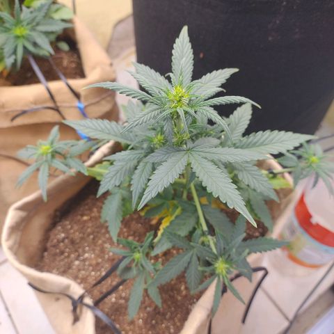 Gorila glue #4  growlog timeline photo