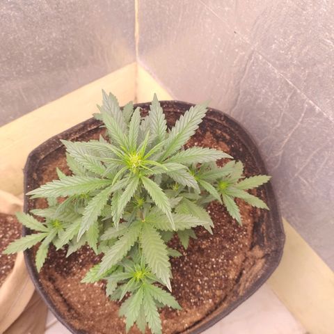 Gorila glue #4  growlog timeline photo