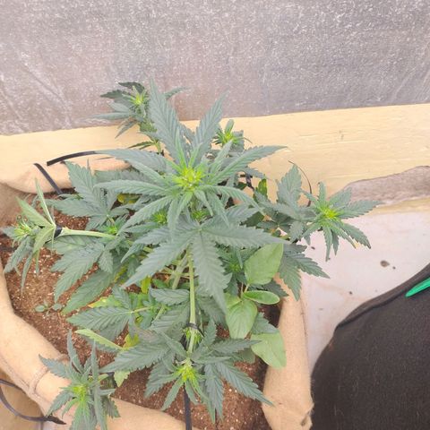 Gorila glue #4 growlog timeline photo