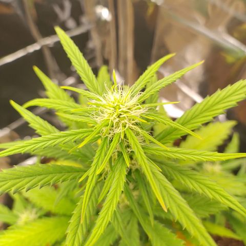 Gorila glue #4  growlog timeline photo
