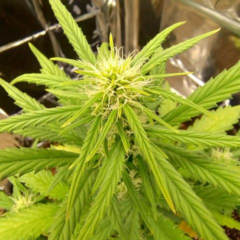 Gorila glue #4  growlog timeline photo