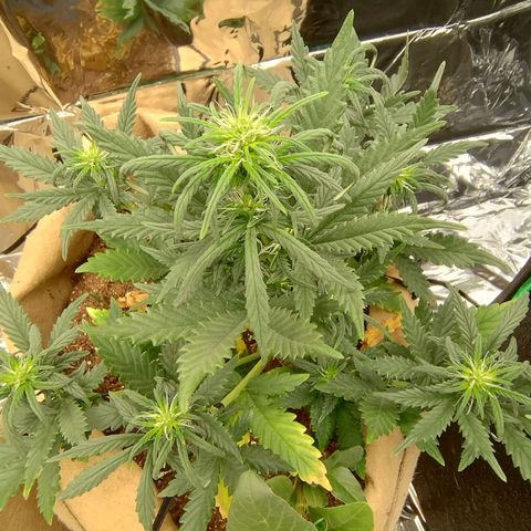 Gorila glue #4 growlog timeline photo