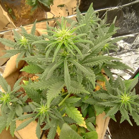 Gorila glue #4 growlog timeline photo