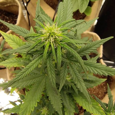 Gorila glue #4  growlog timeline photo